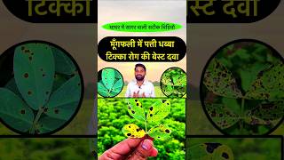 मूंगफली में टिक्का रोग की दवा  Groundnut Tikka Disease Control  Mungfali Ki Kheti  shorts [upl. by Mozelle]