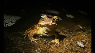 Sapo cururu Rhinella ornata [upl. by Enelaj640]