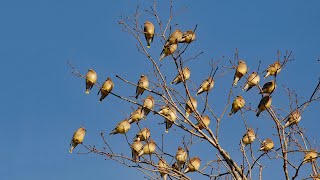 Cedar Waxwing Flocks Auburn Alabama [upl. by Trebla324]