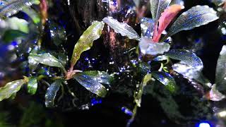 Bucephalandra Red Mini y Japan Kedagang Mini [upl. by Roehm]