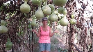 We Had No Idea Birdhouse Gourds Would Grow So Well [upl. by Vesta]