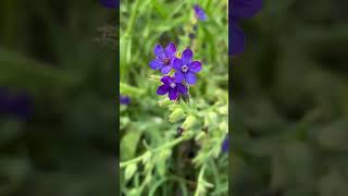 Воловик лікарський Anchusa officinalis garden floweringplant nature [upl. by Eneli210]