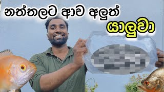 කාලෙකට පස්සේ අලුතෙන් ආව චන්ඩි යාලුවා  Aquarium Tour එකකින් හම්බුනේ🙈  vlogmas Vlog02 [upl. by Ahsilam430]