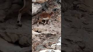 RockClimbing Goats  World Wide [upl. by Elleral160]