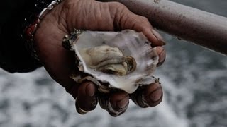 Acidifying Waters Corrode Northwest Shellfish [upl. by Ahsait]