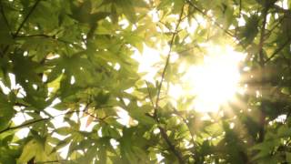 Trees in Sunlight  Free Stock Footage HD [upl. by Deedahs]