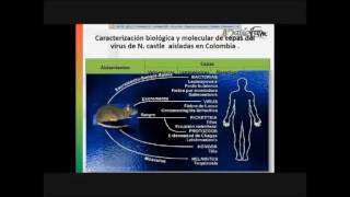 WEBINAR 24 LA IMPORTANCIA DEL CONTROL DE ROEDORES [upl. by Nadabus]