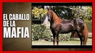 🐎⚔️😯 El Caballo de la Mafia  Terremoto de Manizales [upl. by Aleta]