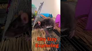 Shy Izzy the Pet Rat learns to explore petrats [upl. by Howlond30]