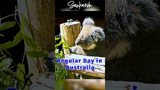 Regular Day in Australia 🦘🐨🪃🇦🇺native downunder marsupials koala [upl. by Ahsitnauq]