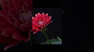 Timelapse video of dahlias bloom [upl. by Mraz]