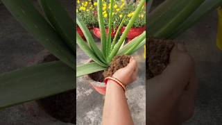 aloevera plant care tipsyoutubeshorts gardening alovera [upl. by Freddie91]