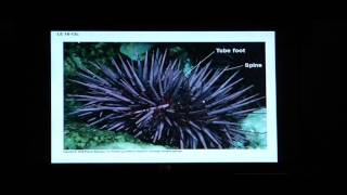 Biology Help BIO 123 Chapter 18 Diversity of Animals [upl. by Yerffej]