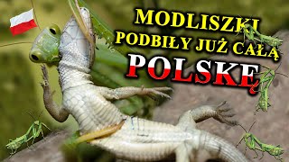 MODLISZKI Polują na Węże Myszy a Nawet Ptaki  Skąd Wzięły się w Polsce [upl. by Frankel534]