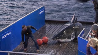 Mary Lee Starts OCEARCHs Journey To Expedition Nova Scotia 2020 [upl. by Ennaoj]