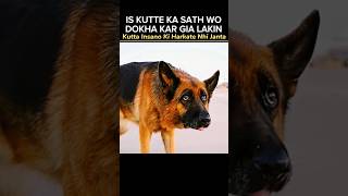 Kutta Insano Ki Harkate Nhi Janta movie explained hindi [upl. by Himelman]