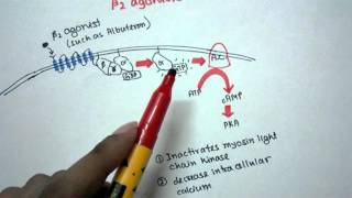 Mechanism of action of Beta 2 agonist [upl. by Jepson582]