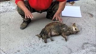 Dog covered with maggots cried profusely when rescued [upl. by Sarnoff839]