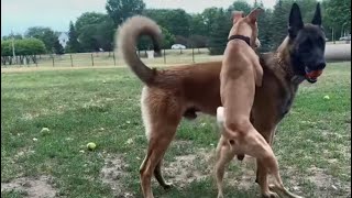 Dominant Dog Tries Messing WBelgian Malinois At The Dog Park [upl. by Mulvihill]