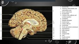 HISTOLOGY OF THE CEREBELLUM [upl. by Eilyac]