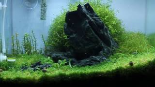 Nano Iwagumi Aquascape quotBehind the Hillquot ADA Mini M  Step by Step [upl. by Anivle909]