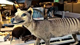 New Support for Some Extinct Tasmanian Tiger Sightings [upl. by Sherard133]