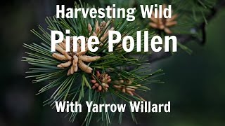 Harvesting Wild Pine Pollen  Harmonic Arts [upl. by Nallid]