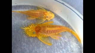 Albino Bristlenose Pleco Breeding [upl. by Odraner949]