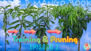 Mango Plant Training amp Pruning  A Complete Series Episode 2 l Practical [upl. by Alleuol]