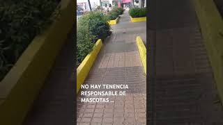 NO HAY TENENCIA RESPONSABLE DE MASCOTAS EN CHILE [upl. by Imoen]