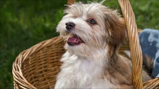 Havanese Dog Breed Information  Havanese Facts [upl. by Ardaed]