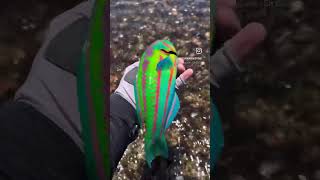 Surge Wrasse Live and Breathe Fly Fishing Adventure flyfishing shorts shortsviral youtube [upl. by Zulch]