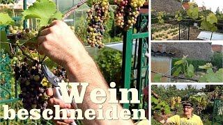 Wein beschneiden Gartentipp Mai 05 06 Weinvorhang [upl. by Notyarb]