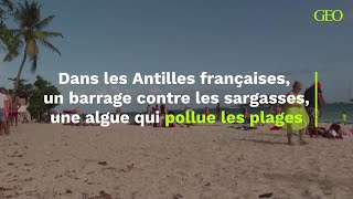 Dans les Antilles françaises un barrage contre les sargasses cette algue qui pollue les plages [upl. by Ecnerual855]