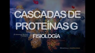 Cascadas de proteínas G  Fisiología [upl. by Feodore]