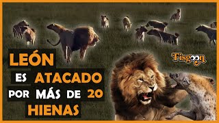 León Macho es Atacado Por Más de 20 Hienas Y el trágico Final [upl. by Dnalor]