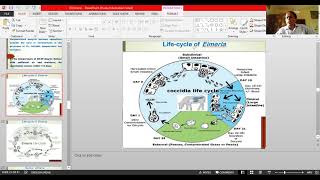 Eimeria 2nd lecture by Dr Ajit Kumar Dept of Parasitology BVC Patna [upl. by Leinadnhoj]