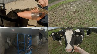 Wet Weather  Spraying  AI Cows [upl. by Asilrac]