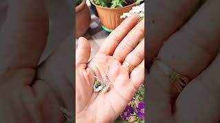 How to collect the seeds of Cineraria flowerplantsgardengardening gardeningtipsbeautifulshort [upl. by Fallon481]