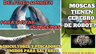 🐬Sonríen Delfines para evitar cosas🪰Por qué siempre se escapan las moscas🐊Unidos para salvar a los [upl. by Takashi]