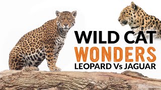 Leopards vs Jaguars  Wild Cat Wonders  Episode 2 [upl. by Naj]