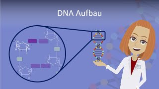 DNA Aufbau leicht erklärt [upl. by Starobin]