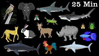 Animal Video Sounds for Kids Animal Sounds Real Animals Names Sounds and Names [upl. by Akamahs]