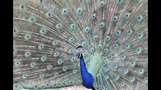 Three Peacocks Compete for Attention of a Peahen Birding15B [upl. by Notxap]