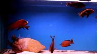 Petrochromis sp red bulu point [upl. by Deina]