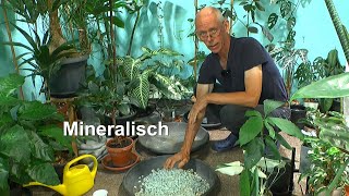 Pflanzen im Zimmer mineralisch aber wie geht das Klimbim aus dem Dschungel auch mit Monstera [upl. by Arykat]