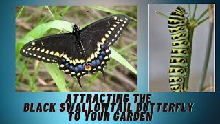 Attracting the Black Swallowtail Butterfly to your Garden [upl. by Hogan]