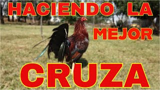 COMO CRUZAR CORRECTAMENTE Lo que debemos saber para poder cruzar bien nuestras aves [upl. by Dublin]