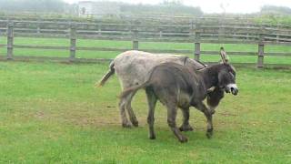 The Donkey Sanctuary Sidmouth Exeter England [upl. by Tiff387]