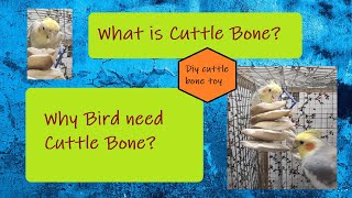 Cuttlefish Bone For BIrds  Why Birds Need CuttleBone  What is Cuttlebone  DIY Cuttlebone toy [upl. by Vernice]